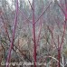 Red Osier Dogwood (2+0)