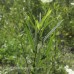 Sandbar Willow (plug)
