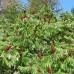 Staghorn Sumac (2+0)