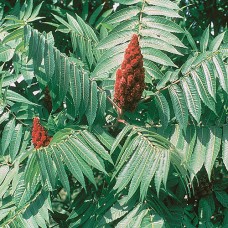 Staghorn Sumac (2+0)