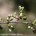 Wild Plum (1+0)