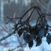Wild Raisin (3+0)