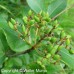 Wild Raisin (3+0)