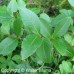 Wild Raisin (3+0)