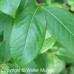 Wild Raisin (3+0)