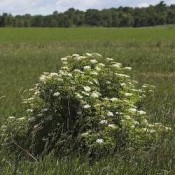 Shrubs (59)