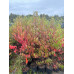 Silky Dogwood (2 gallon)
