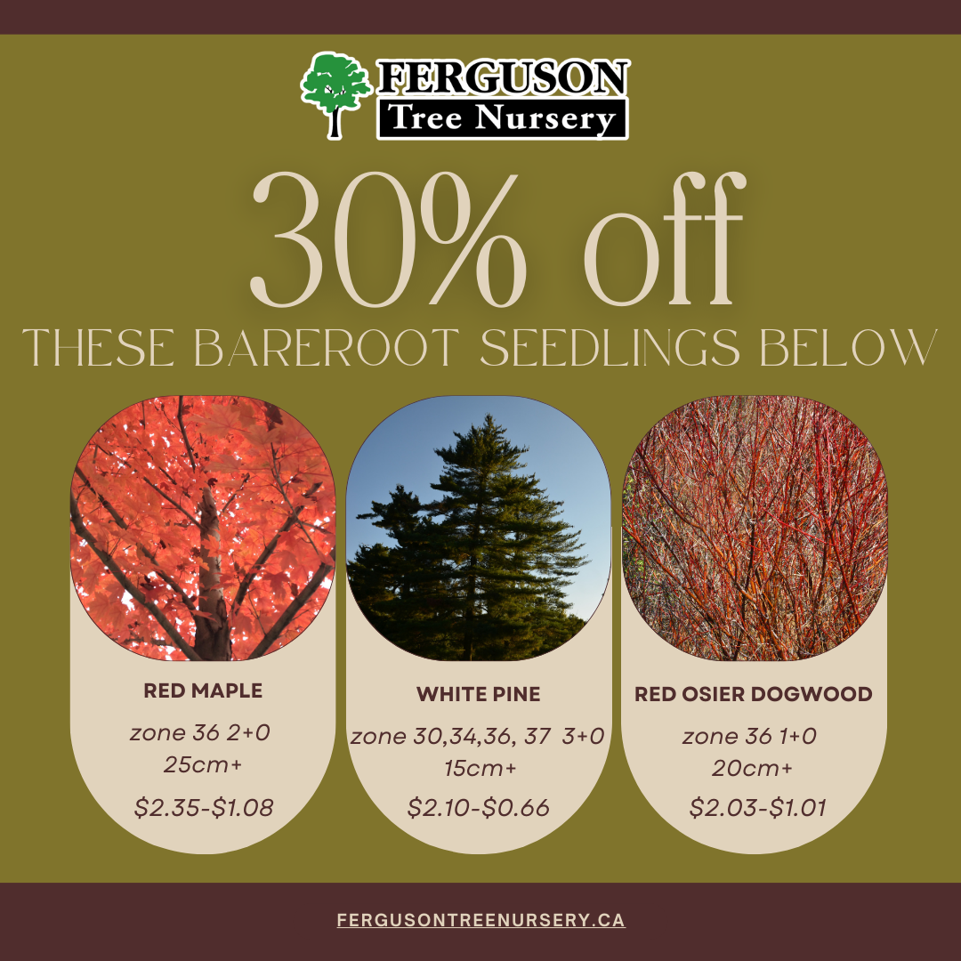 Ferguson Tree Nursery